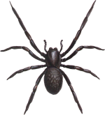 black house spider