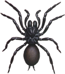 funnelweb female