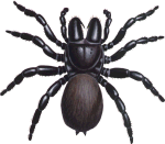 mouse spider female