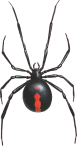 redbackspider