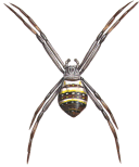 Saint Andrew’s Cross spider