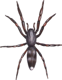 whitetail spider