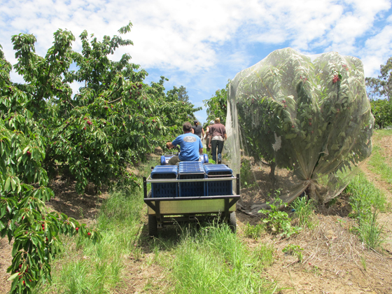 2_Fruit Picking Adelaide