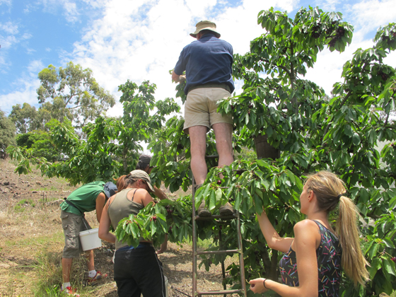 5_Fruit Picking Adelaide
