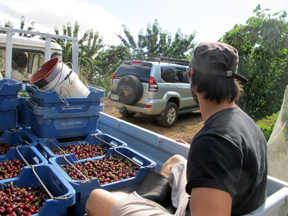 7_Fruit Picking Adelaide