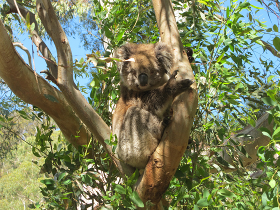 8_Fruit Picking Adelaide