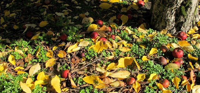 harvest guide fruit picking Harvest staff victoria | harvest staff in victoria | chandler.