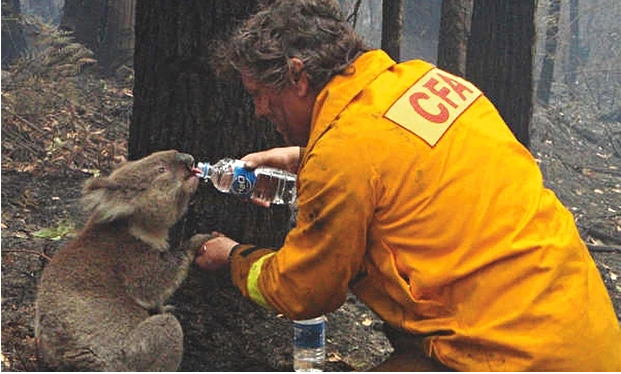 koala thirsty