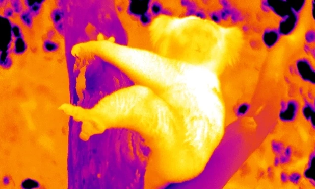 koala huging tree