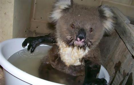 joey abandoned koala baby