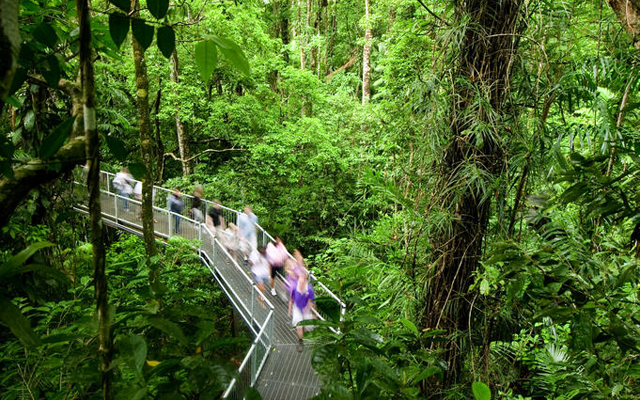 Daintree National Park