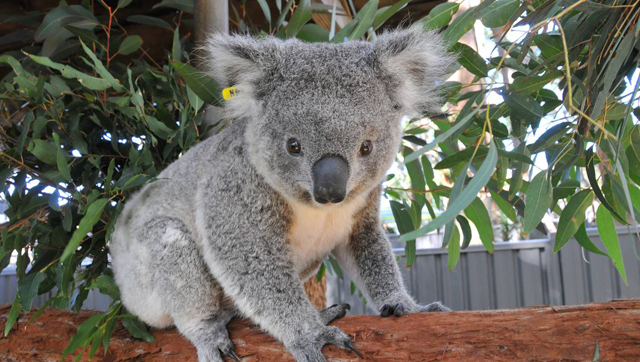 4_East Coast Australia