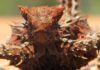Thorny Devil