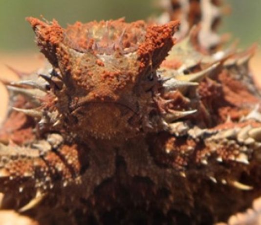 Thorny Devil