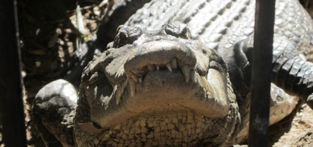 crocodile