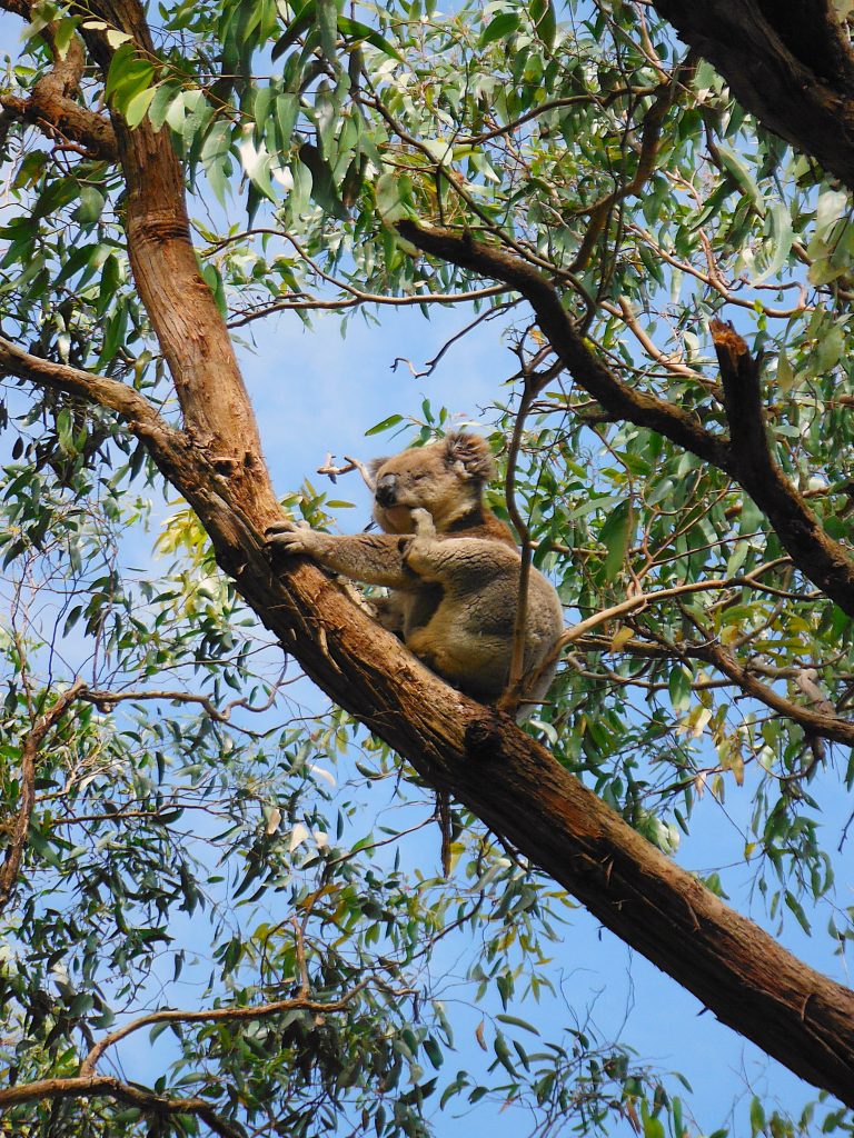Koala Scratch