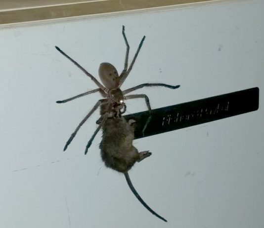 spider australia eats mouse