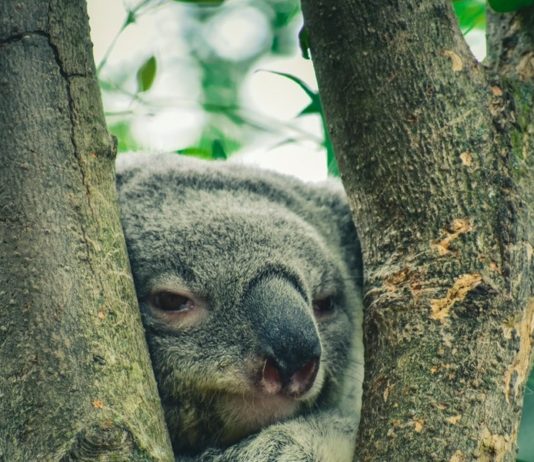 koala stories