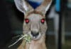 Kangaroo