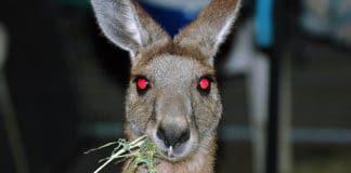 Kangaroo