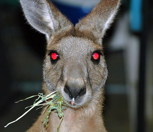 Kangaroo