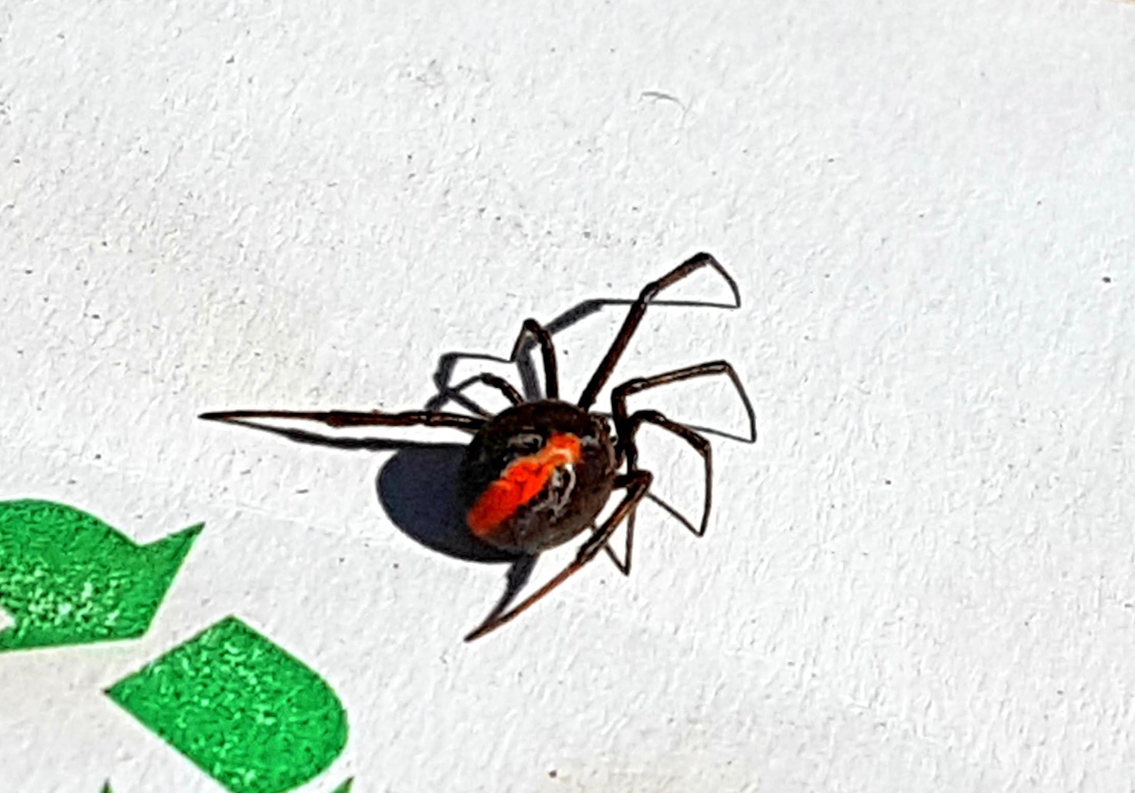 health risks in australia redback