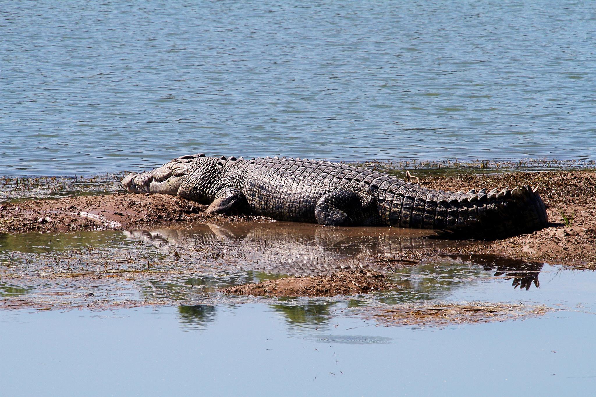 health risks in australia saltwater croc