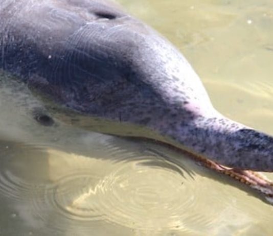 tin can bay dolphins