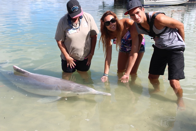 dolphin feeding in australia tin can bay 2