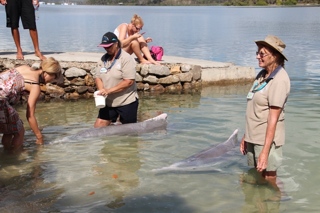 dolphin feeding in australia tin can bay