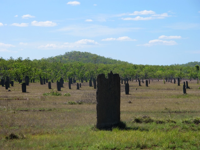 litchfield national park 2