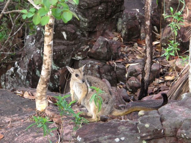 litchfield national park 3