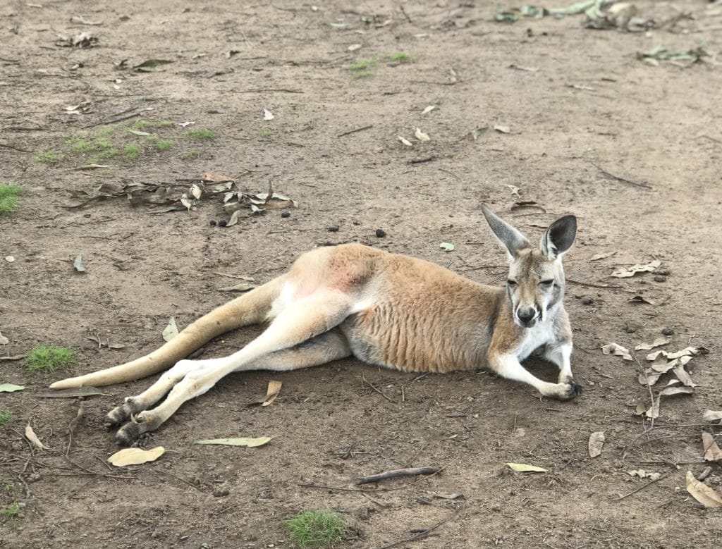 things to do in brisbane 3