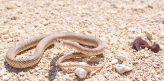 venemous snakes in Australia - know what to look
