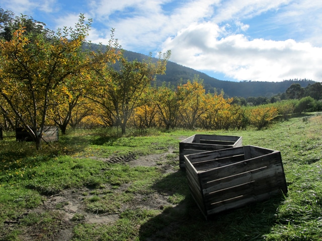 fruit picking australia scams 2