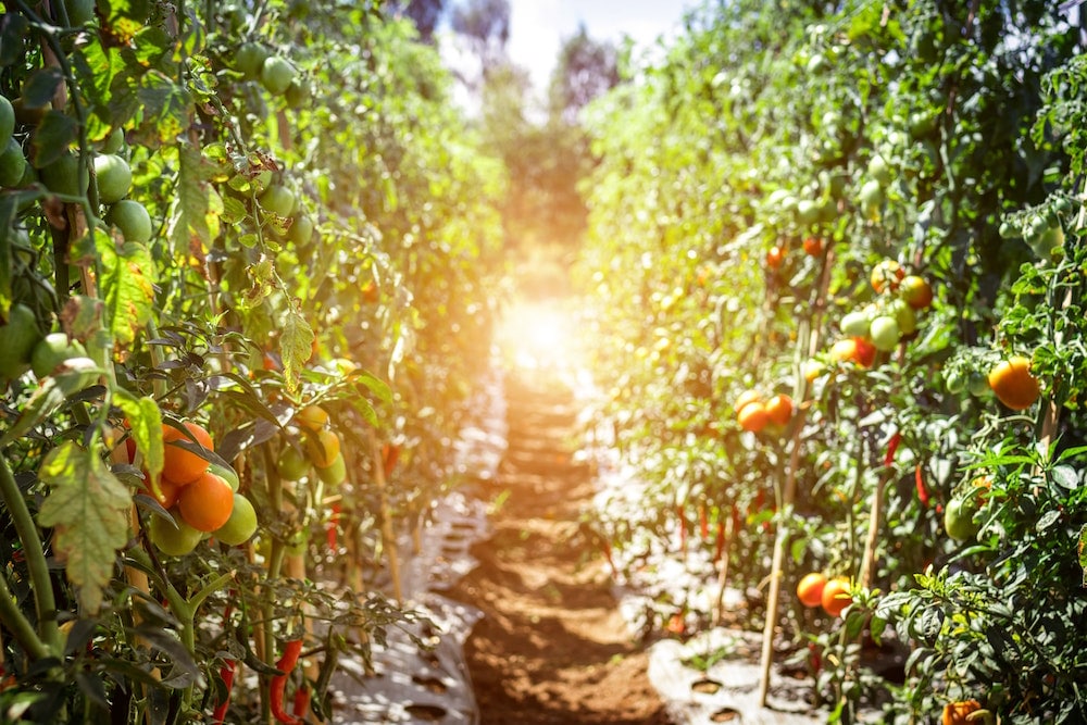 fruit picking job australia