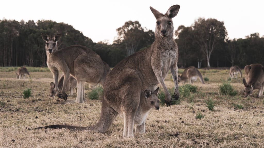 how to migrate to australia 2