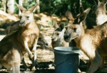 Kangaroo – The symbol of Australia kangaroo