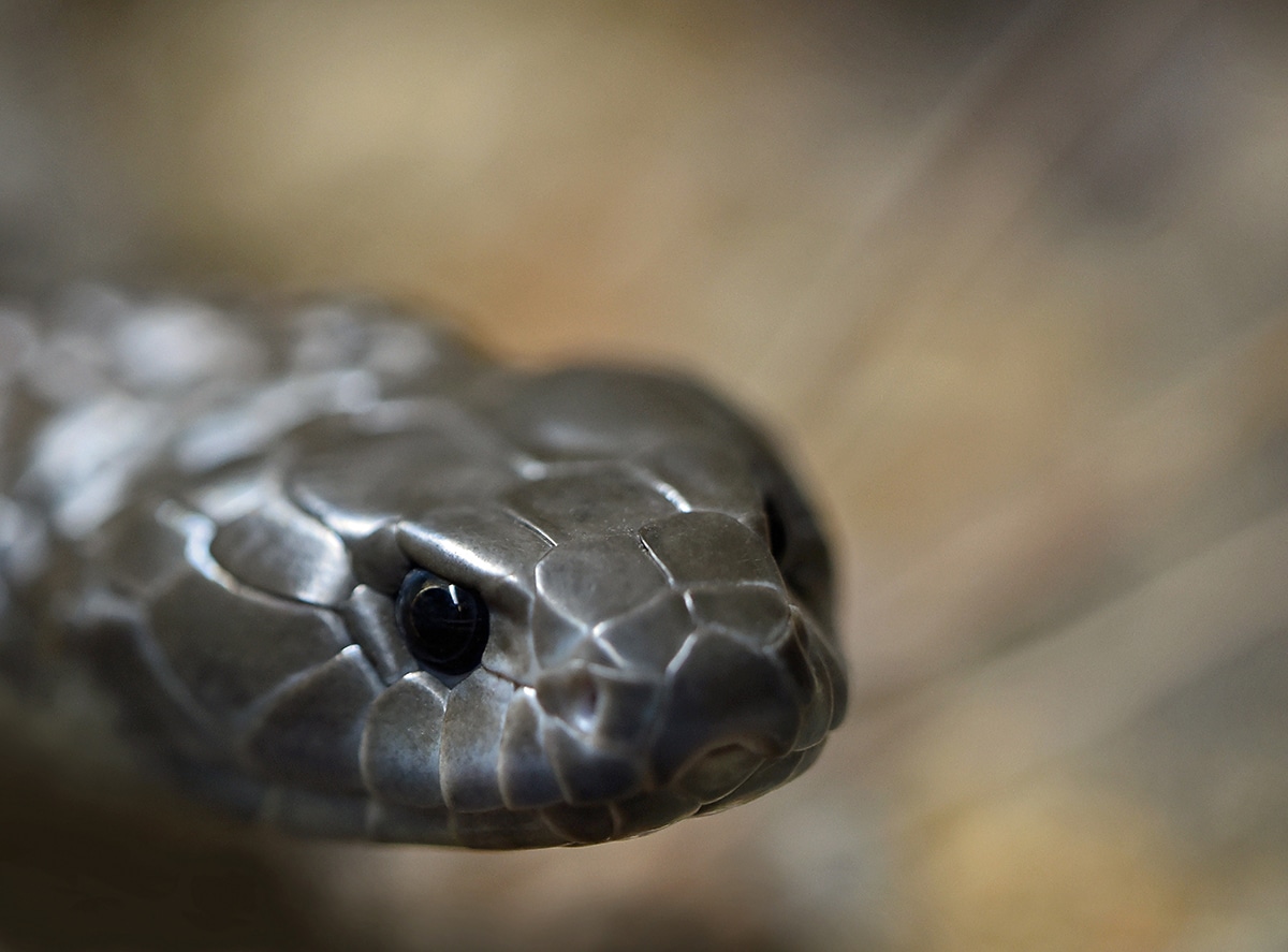 tiger snake