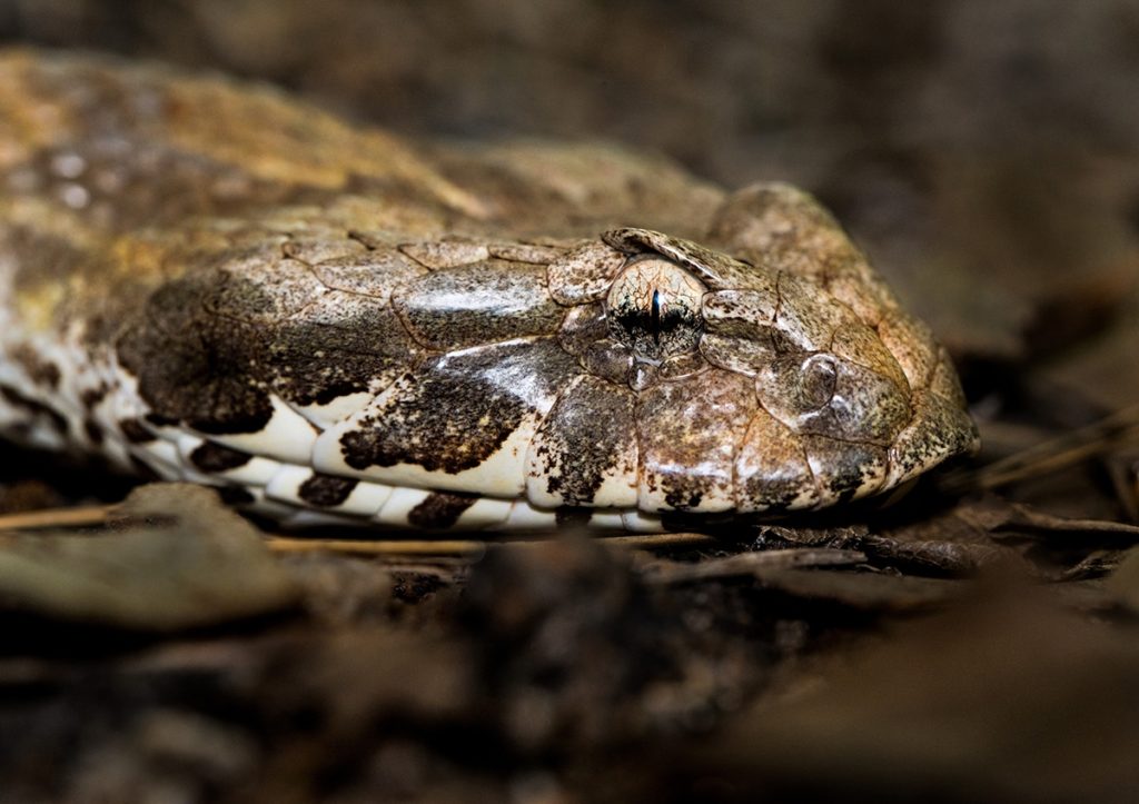 Death adder Schlange Australien
