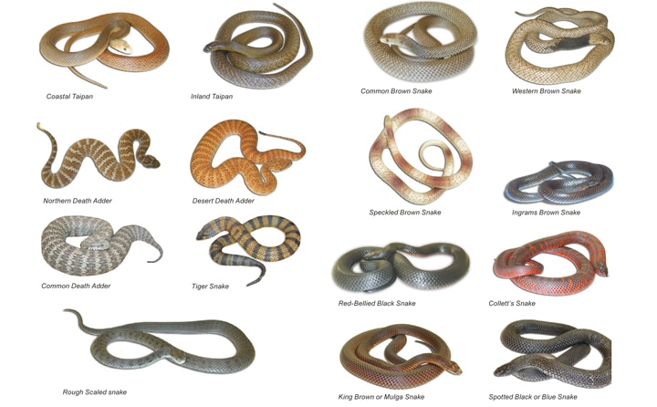 verschiedene Schlangen in Australien