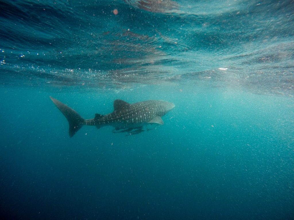 things to do in Western Australia