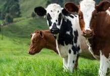 dairy farm australia