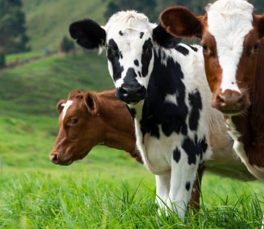 dairy farm australia