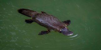 Platypus