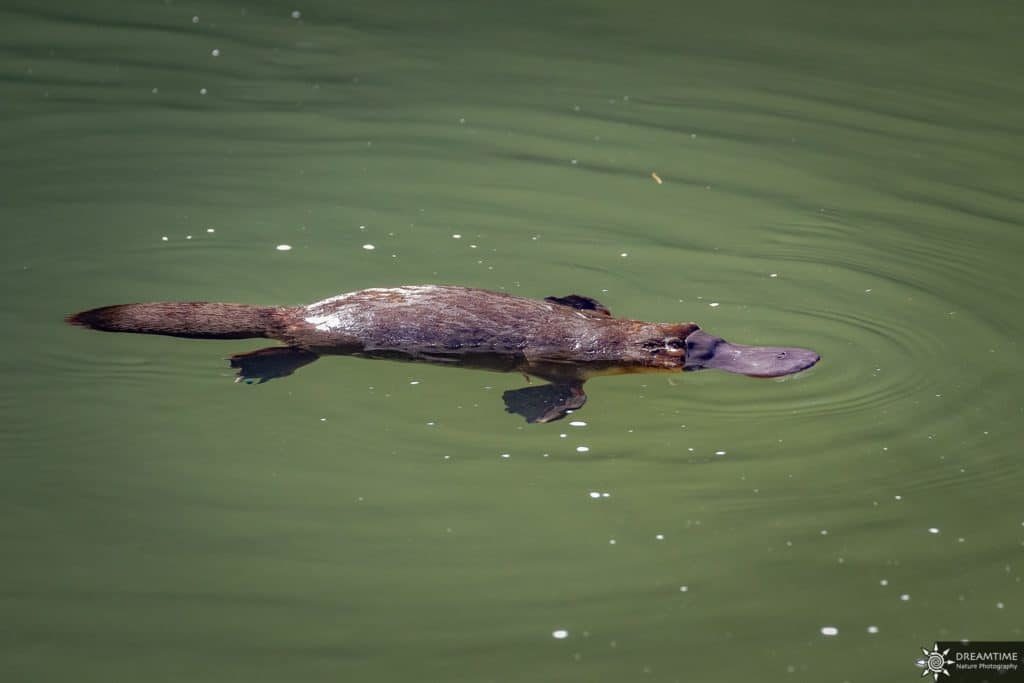 Australia Platypus
