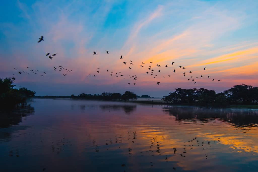 kakadu