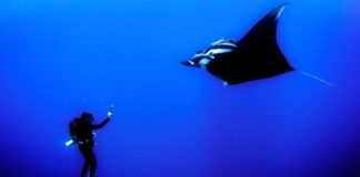 diving australia