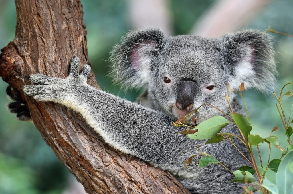 magnetic island-koala