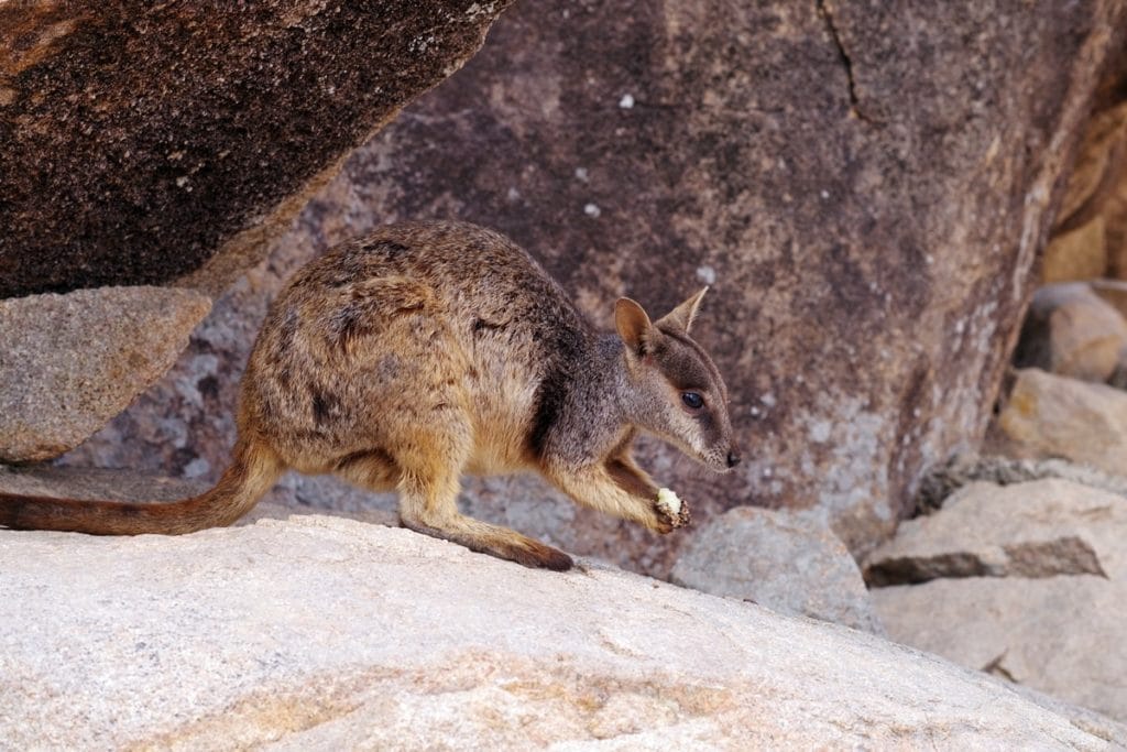 magnetic island wildlife